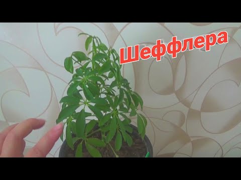 Видео: комнатный цветок шеффлера,пересадка и уход часть 2