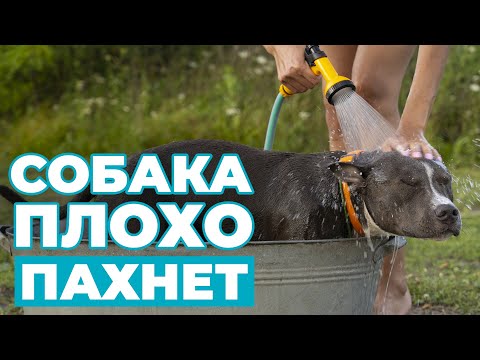 Видео: Почему СОБАКА ПЛОХО ПАХНЕТ? Причины неприятного запаха от собаки