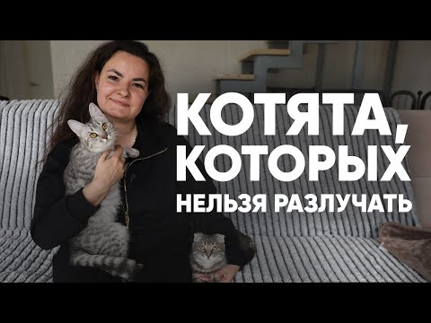 Видео: История спасения и любви: кошечки Мона и Бузя ищут семью.