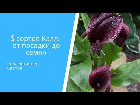 Видео: 🌷 5 сортов Калл (Зантедеския) от посадки до семян: пересадка, уход, размножение