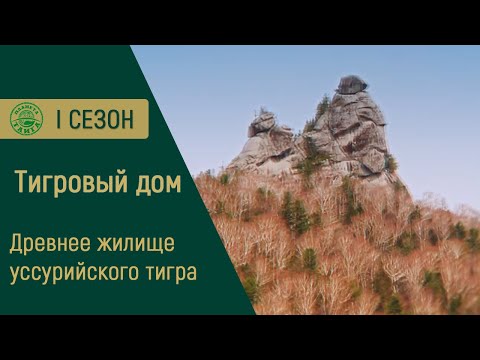 Видео: «Тигровый Дом» / Древнее жилище амурского тигра