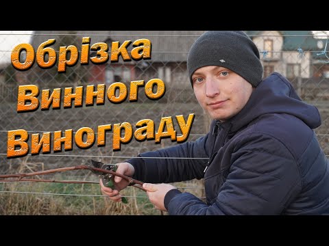 Видео: Обрезка винного винограда весной.