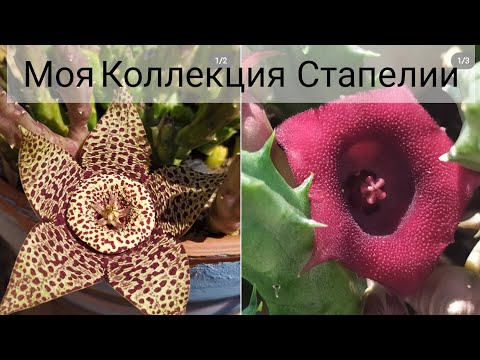 Видео: Моя коллекция Стапелии🙊30-7-2019.