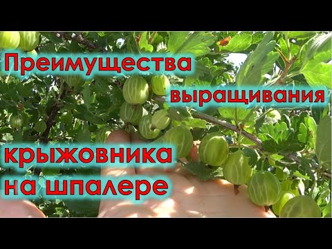 Видео: Преимущества выращивания крыжовника на шпалере