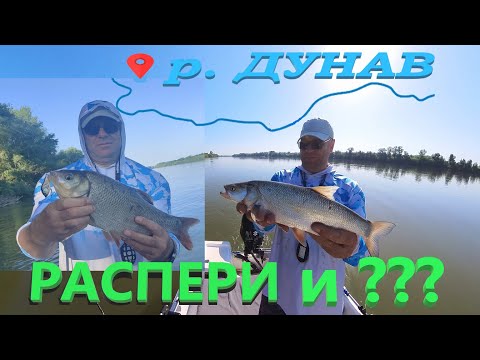 Видео: РАСПЕРИ и една от НАЙ-РЕДКИТЕ риби в р.Дунав!!! Дунавските распери ! Asp fishing Dunabe River !