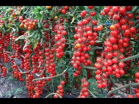 Видео: ЛИДЕРЫ СРЕДИ ТОМАТОВ! 7 ЛУЧШИХ ТОМАТОВ ЧЕРРИ