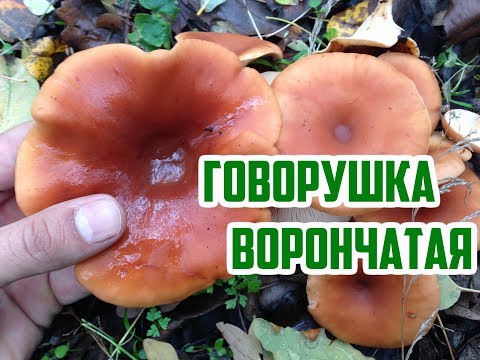 Видео: Осенние грибы / Тихая охота / Говорушка ворончатая / Говорушка перевёрнутая (Paralepista flaccida)