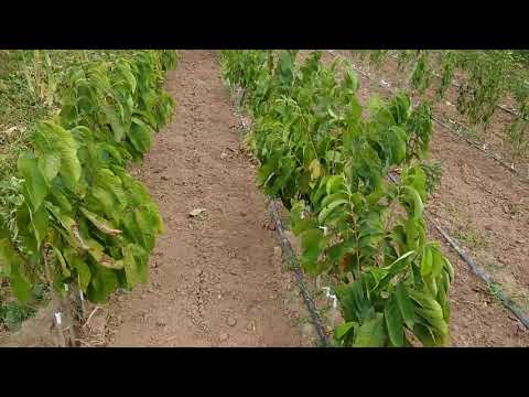 Видео: Хинап - посадъчен материал, Екзотик Плантс България