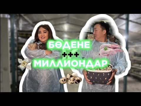 Видео: БӨДЕНЕ БИЗНЕСІ ТАБЫСТЫ МА? Бөдене қыр-сырлары!