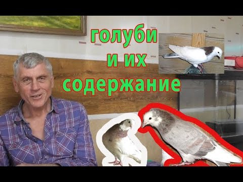 Видео: Беседа с Голубеводом Алексанром  Артешуком ( Саша Афганец)
