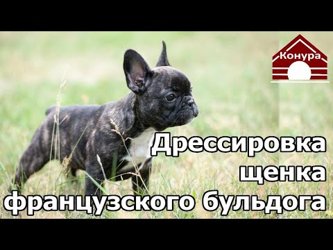 Видео: 257. НАЧАЛЬНАЯ ДРЕССИРОВКА ФРАНЦУЗСКОГО БУЛЬДОГА