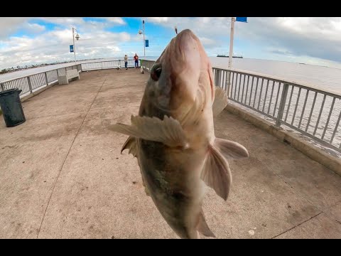 Видео: Эта секретная приманка поможет вам поймать больше рыбы на пирсе Белмонт в Лонг-Бич.