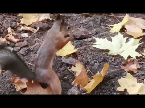 Видео: AUTUMN 🍂🍂🍂 beauty trees, squirrel 🐿️🐿️🐿️ fain, days белка 🐿️🐿️🐿️осень