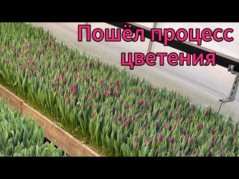 Видео: Первые бутоны. Выгонка тюльпанов.