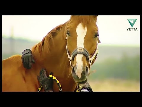 Видео: О чём следует знать, если вы решили завести лошадь