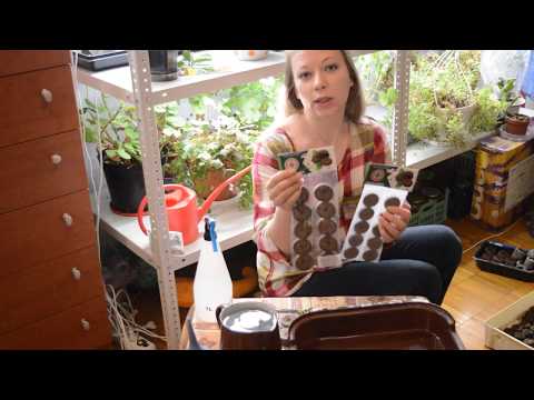 Видео: Торфяные таблетки: секреты и нюансы