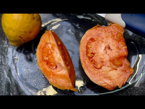 Видео: Псидиум Гуайява в теплице , дегустация плодов .