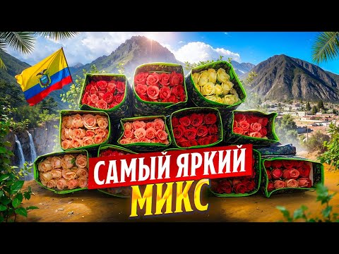 Видео: Обзор всех сортов плантации Axel Flowers | Эквадор | Цветы оптом