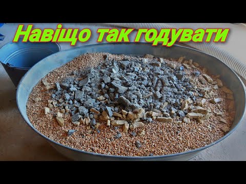 Видео: Корм для глибокосупоросних свиноматок!