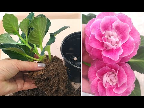 Видео: ГЛОКСИНИЯ 🌺 Укоренение  и размножение  МАКУШКАМИ