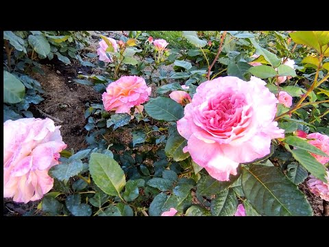 Видео: Цветение роз на даче у Елены 🌹🌹🤩🤩1 часть