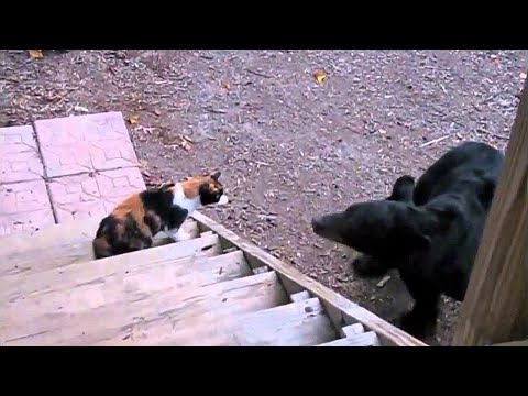 Видео: Когда КОШКИ почуяли силу! Кошки против Лис, Тюленей, Енотов, Медведей, Собак...