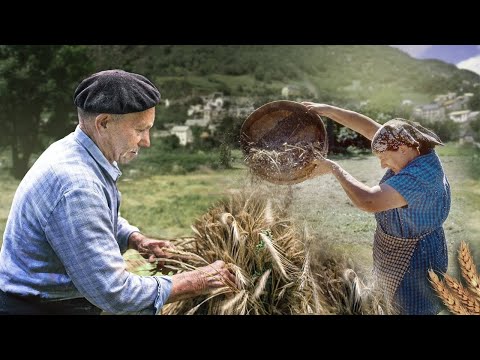 Видео: РОЖЬ. Посадка и сбор ЗЛАКОВЫХ и хранение СОЛОМЫ