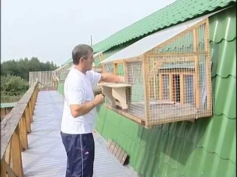 Видео: Голуби Малькова В.Ю часть 2