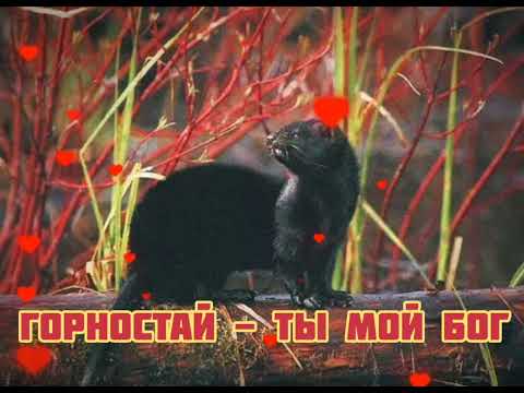 Видео: Горностай - Ты мой Бог|Шоу "Маска-4"|[5-Выпуск💔]