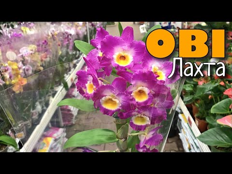 Видео: Океан ОРХИДЕЙ выходит из берегов! ОБИ Лахта, привоз 16.12.21.