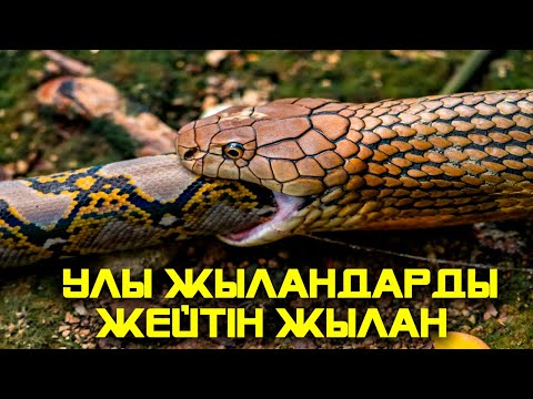 Видео: ЖАНУАРЛАРДЫҢ СІЗ БІЛМЕГЕН ҚЫЗЫҚТЫ ӘРЕКЕТТЕРІ 6