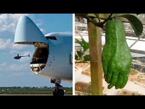 Видео: Фактория, тебе показалось!