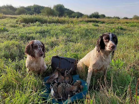 Видео: Коростеля тьма.  Охота со спаниелями.