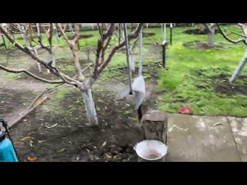 Видео: Чим замінити 3% БС, продовжую випробовувати нові препарати. Інформація від колеги про замінники 3%БС