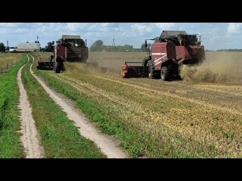 Видео: Уборочноя 2024.Пшеница! Часть первая. #farming #сельскоехозяйство #gs12 #gs2124 #алтайскийкрай