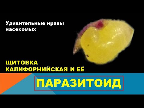 Видео: Щитовка калифорнийская и её паразитоид