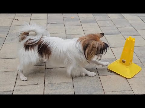 Видео: Фрагмент парного урока по интеллектуальной аппортировке. Подражательный метод. 