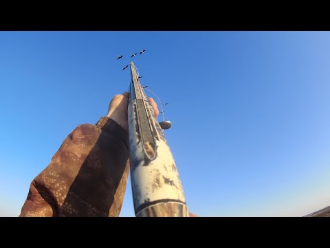 Видео: Гусь 2025!!! Охота на кормовом поле!!!Гусиные потрошки в луке!!!