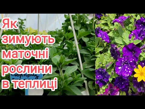 Видео: Як збереглися маточні кущі квітів🌱 Живцюю все підряд 🌺