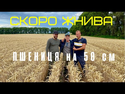 Видео: Пшениця з міжряддям 50 см напередодні жнив
