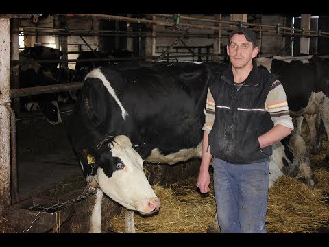 Видео: Реализуем коров на бойню. Оформляю документы.