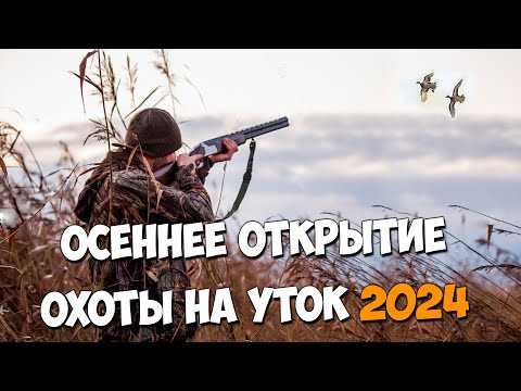 Видео: Осеннее открытие охоты на уток 2024