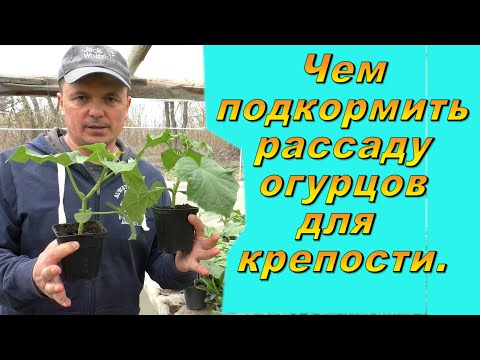 Видео: Чем подкормить рассаду огурцов, чтобы она была "жирненькой" и коренастой.