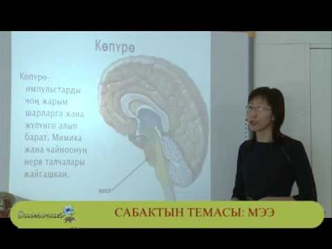 Видео: Биология мээ 5 сабак