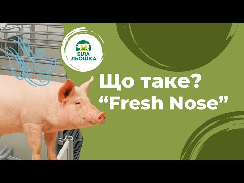 Видео: FRESH NOSE у Свинарстві | Досвід впровадження від ТМ “Біла Льошка”
