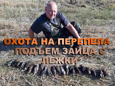 Видео: ОХОТА НА ПЕРЕПЕЛА С ДРАТХААРОМ. ПОДЪЕМ ЗАЙЦА С ЛЕЖКИ.