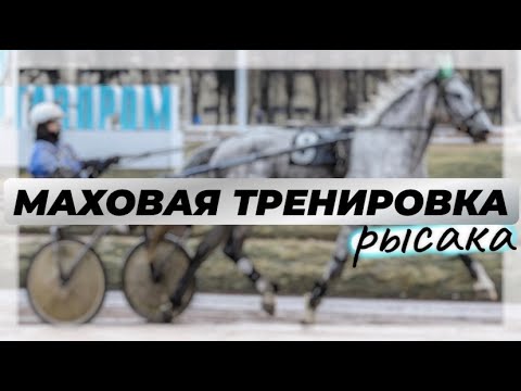 Видео: Маховая Тренировка Рысака