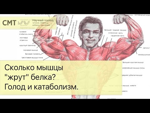 Видео: Сколько мышцы "жрут" белка? Голод и катаболизм. Протеин и его дефицит