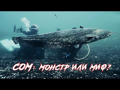 Видео: Сом: монстр или миф? Экстремальное погружение в глубины реки