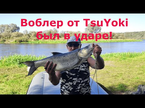 Видео: Красивые щуки и трофейный жерех. Воблеры TsuYoki.
